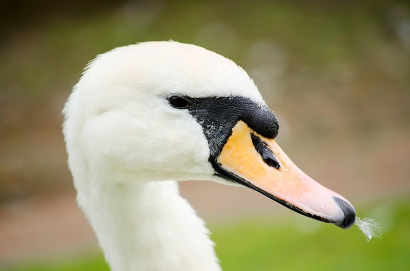 DSC_1057.jpg :: Swan Portrait