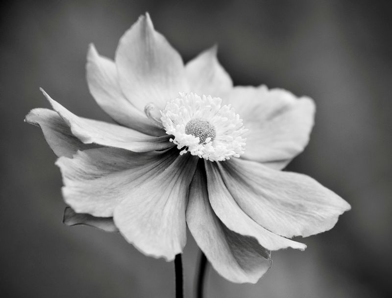 DSC_21581.jpg :: Flower Portrait (B/W)