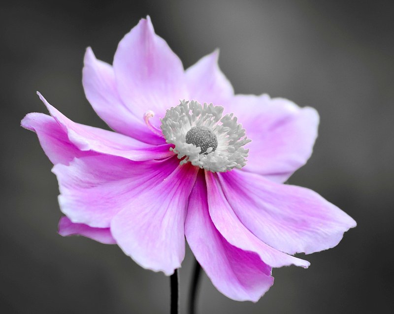 DSC_2159.jpg :: Pink Grey Flower