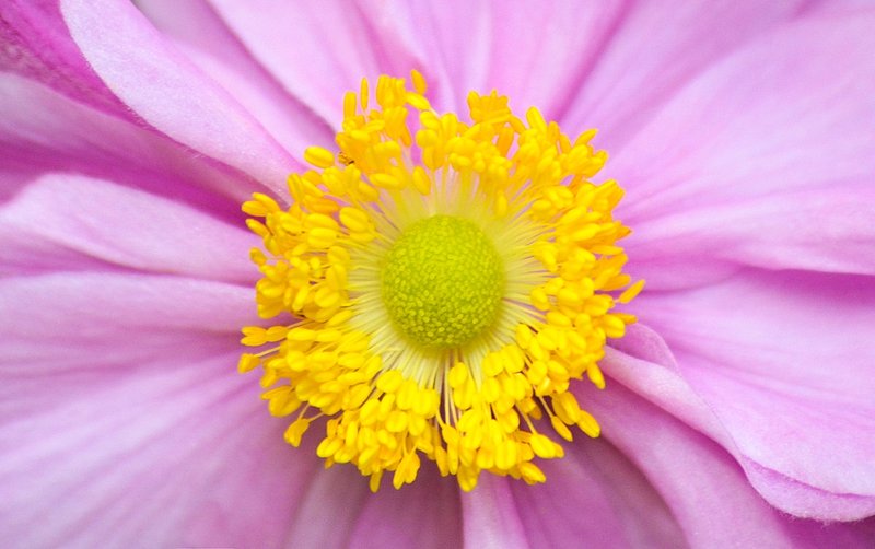 DSC_2166.jpg :: Up close