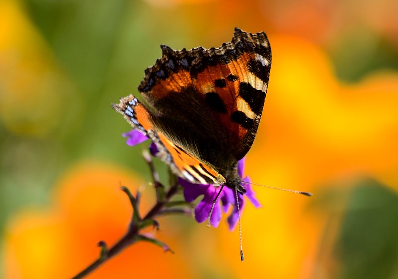 DSC_2229.jpg :: Orange Butterfly