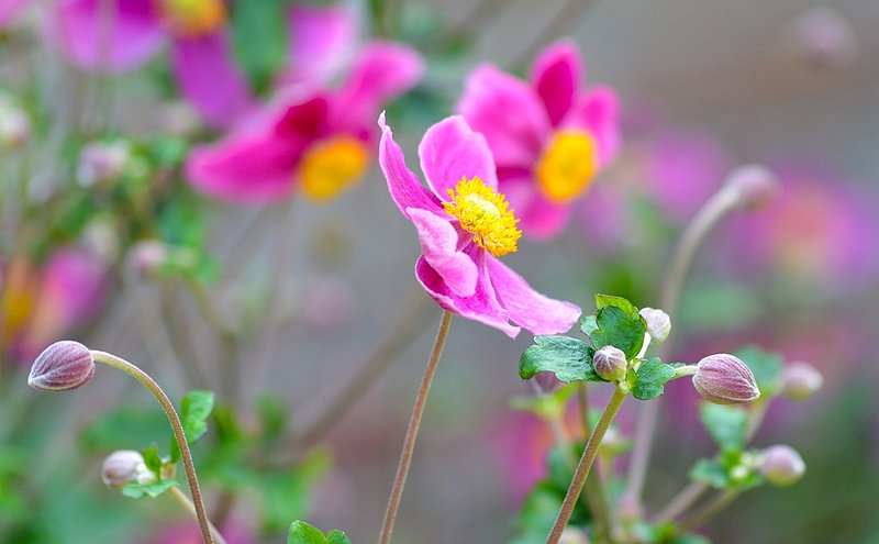 DSC_2331.jpg :: Flowers
