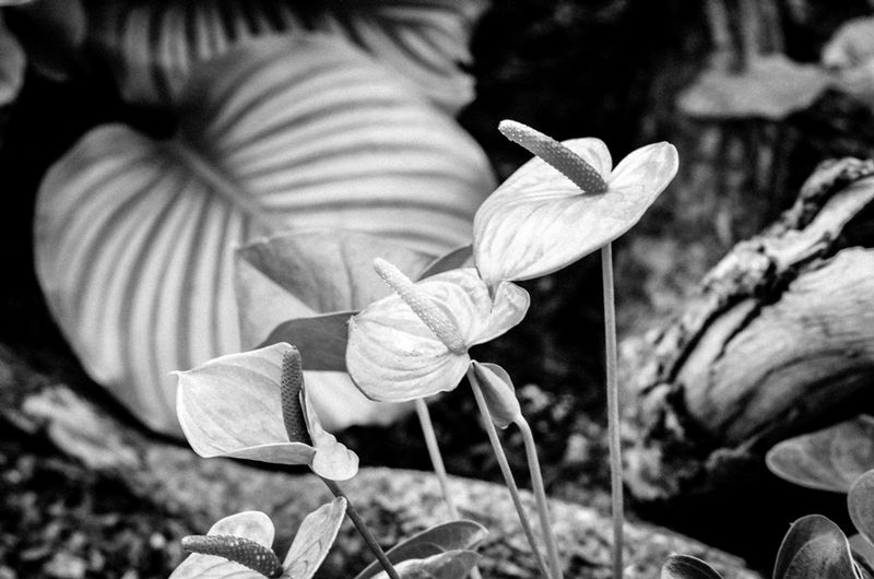 DSC_24201.jpg :: Tropical Floral