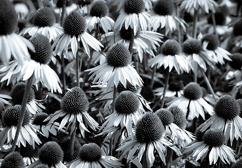 DSC_2450.jpg :: Flower Field (B/W)