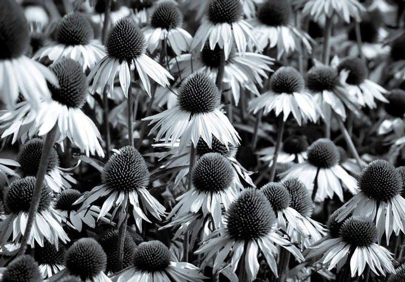 DSC_24501.jpg :: Flower Field