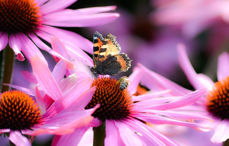 DSC_2467.jpg :: Bee & Butterfly
