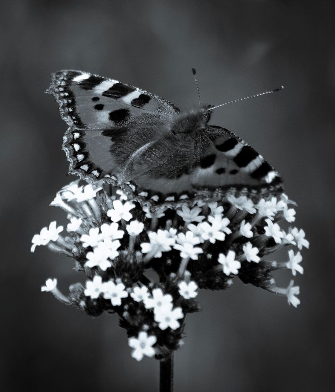 DSC_26181.jpg :: Butterfly On Flower