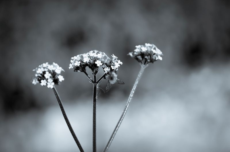 DSC_2676a2.jpg :: Bee Misty