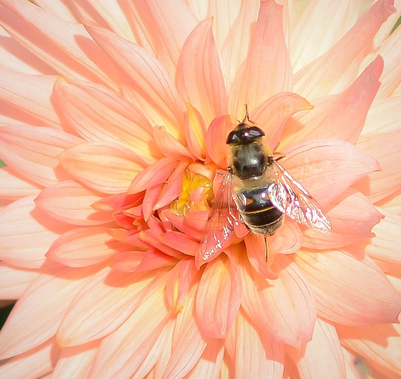 DSC_2808.jpg :: Bee On Pink