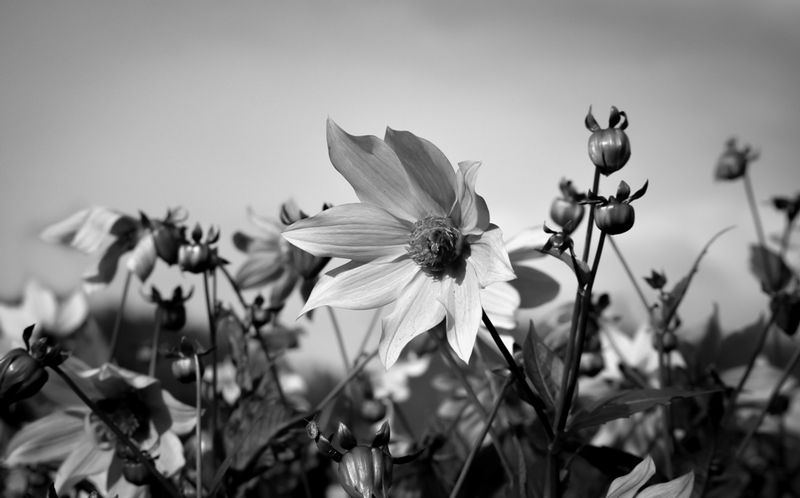 DSC_2819-3.jpg :: Flower Garden (B/W)