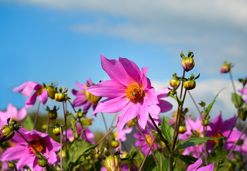 DSC_2819a.jpg :: Flower Garden