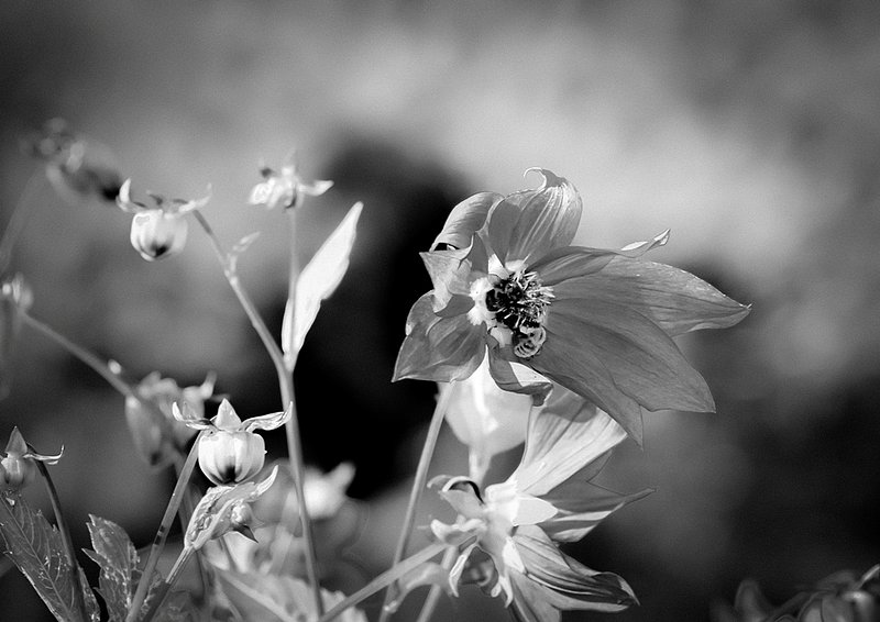 DSC_2847a.jpg :: Flowers In The Wind