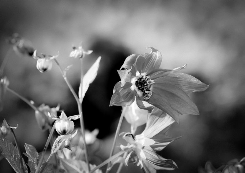 DSC_2847a1.jpg :: Flowers In The Wind