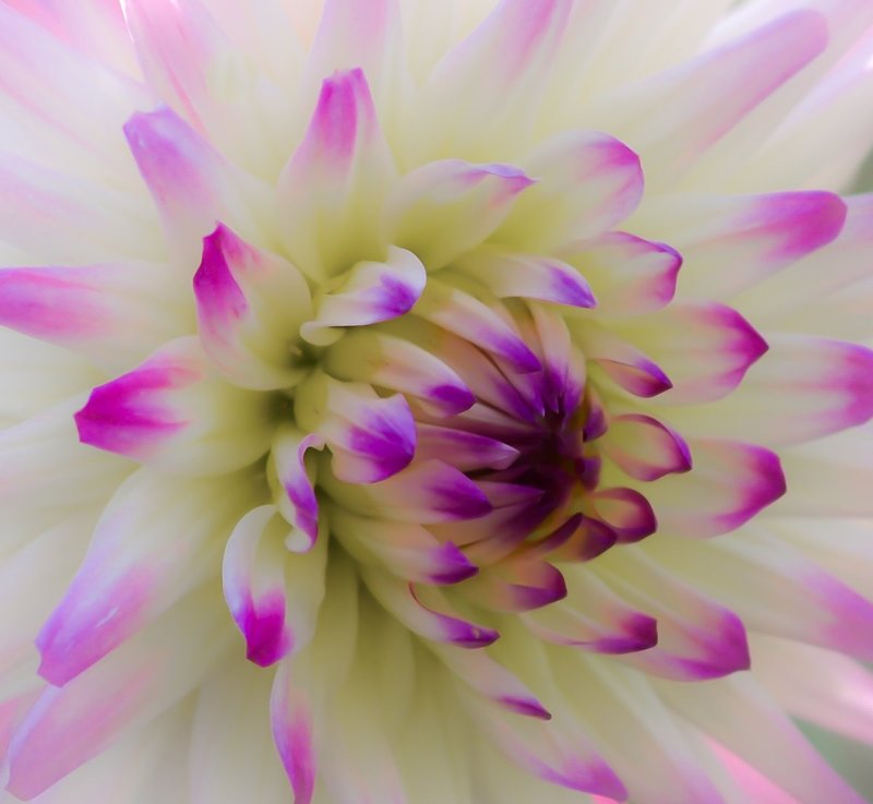 DSC_2875a.jpg :: Purple & White