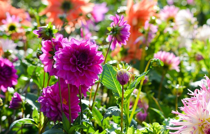 DSC_2891.jpg :: Sunshine on Purple