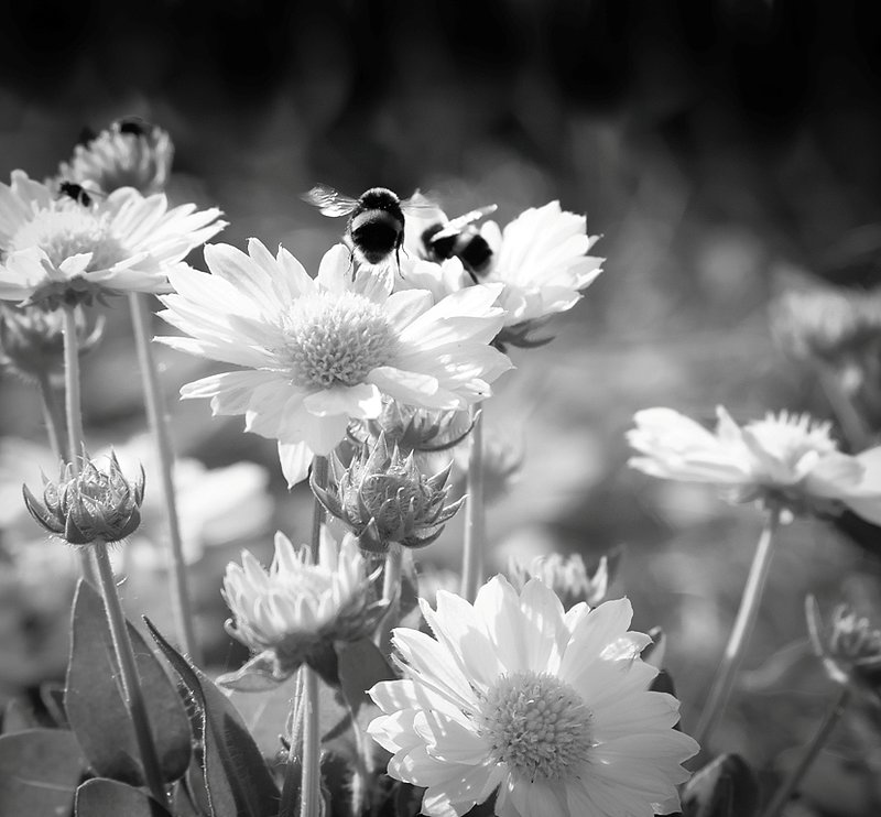 DSC_29461.jpg :: Bee Dance