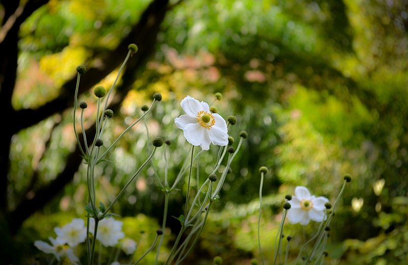 DSC_3118.jpg :: Magic Forest