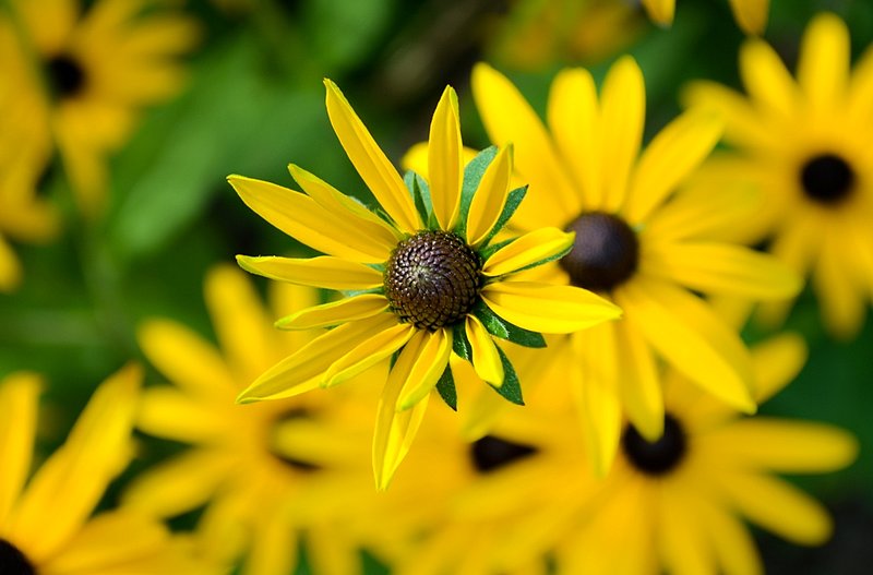 DSC_3282.jpg :: Floral Sun Star