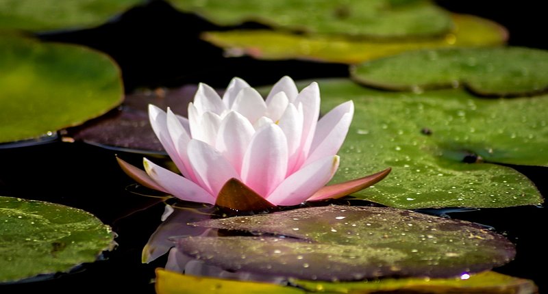 DSC_3342.jpg :: Lily On Lily Pads