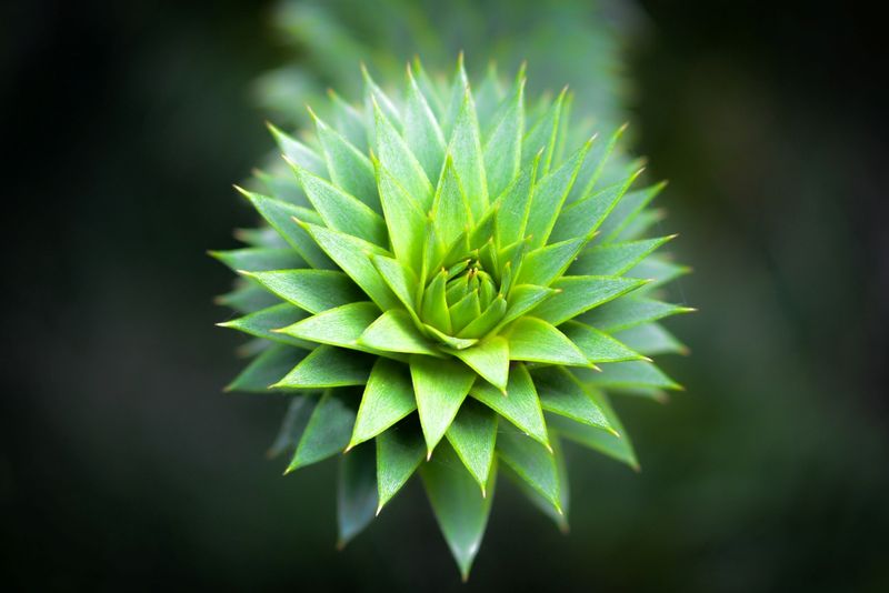DSC_3476_24x16.jpg :: Reaching Out