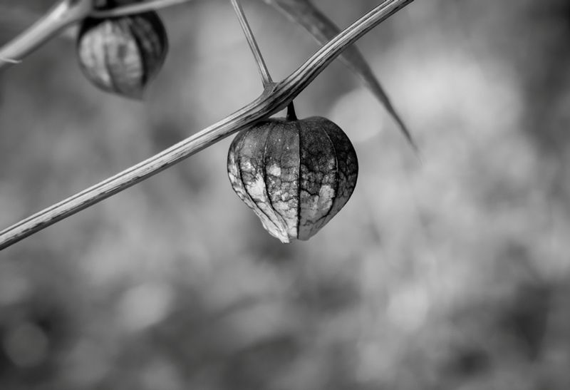 DSC_3605.jpg :: Love Waits