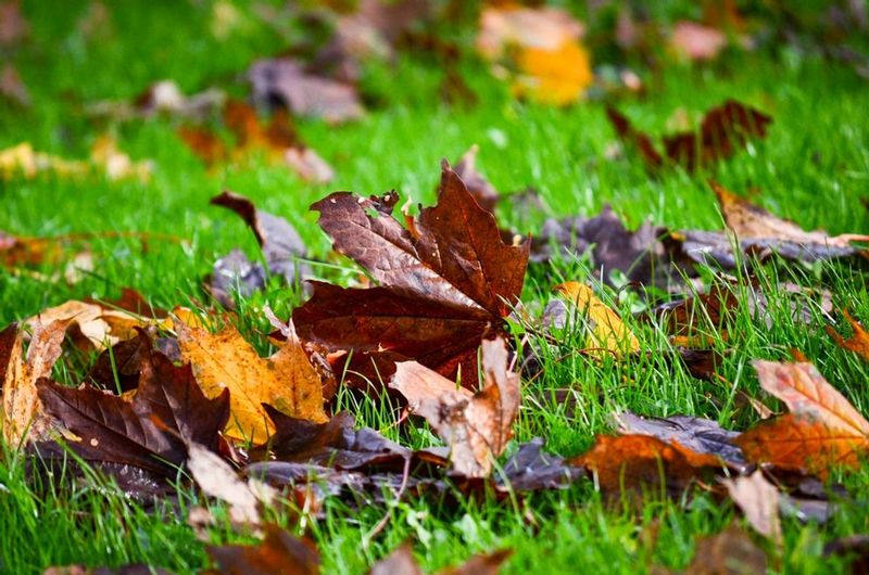 DSC_4302.jpg :: Autumn Leaves