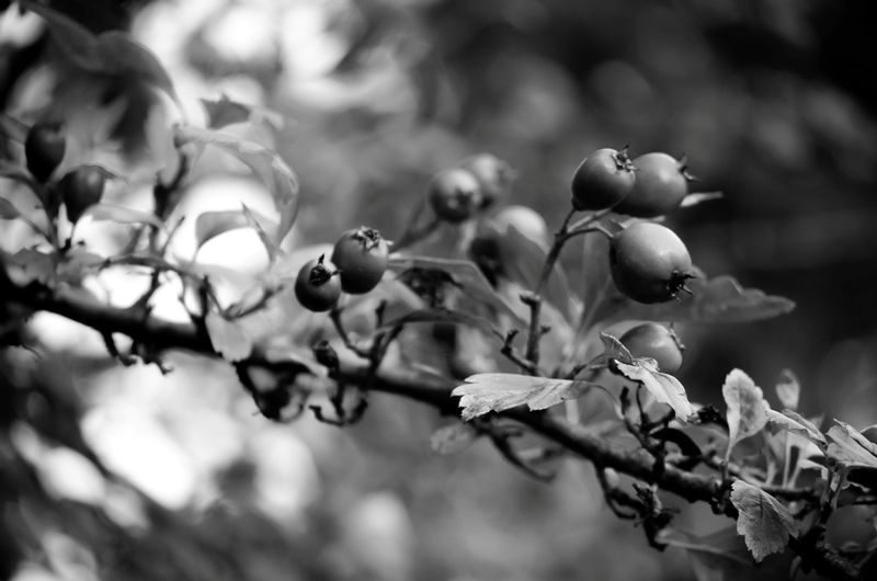 DSC_4305.jpg :: Berry Branch