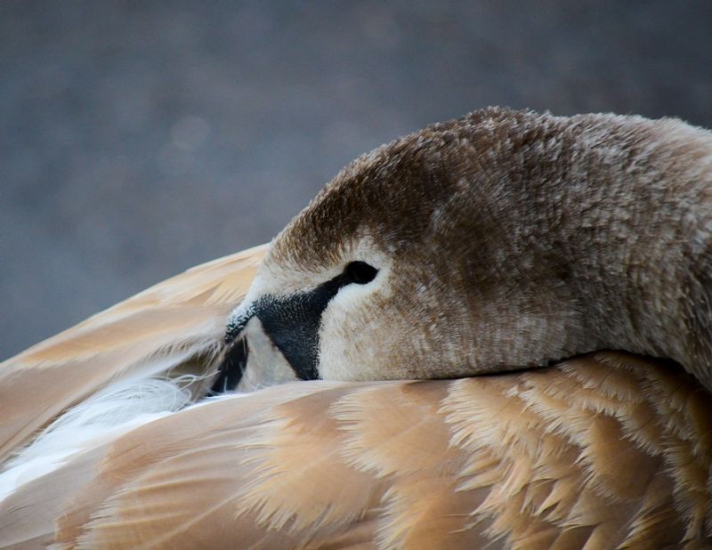 DSC_4449.jpg :: Signet 