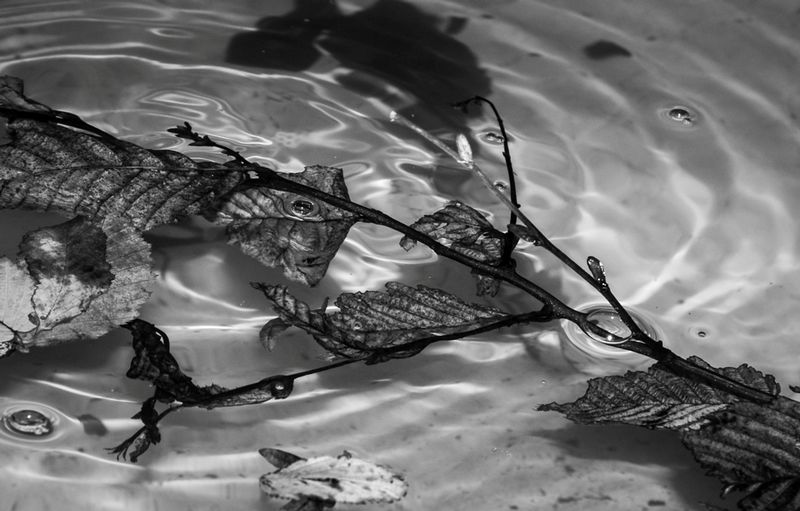 DSC_4561.jpg :: Fallen Floating Branch