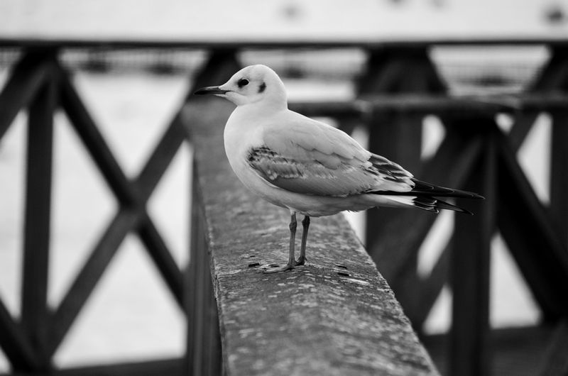 DSC_4666.jpg :: Seagull On Watch