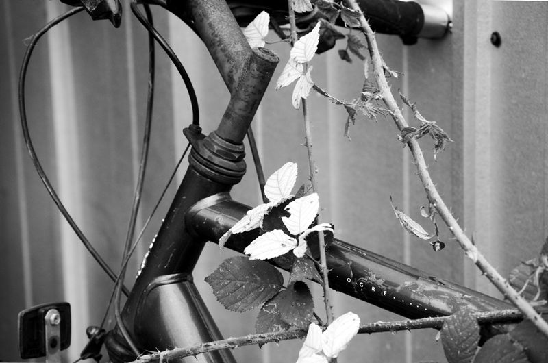 DSC_4978.jpg :: Abandoned Raleigh Bicycle