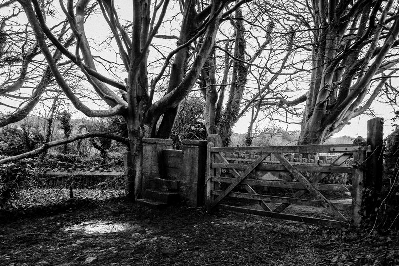 DSC_6237_18x12.jpg :: Country Path, South Glamorgan