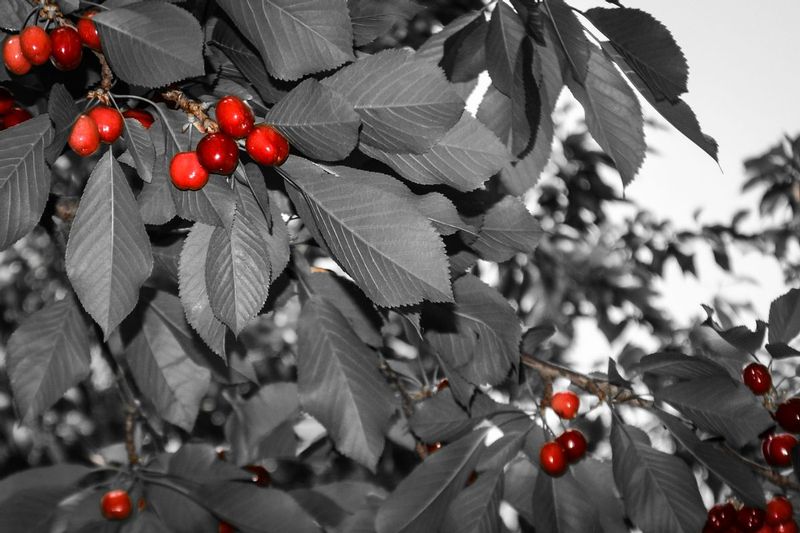 DSC_6837.jpg :: Cherry Tree, Morocco