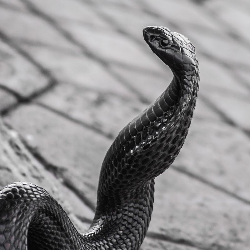 DSC_6926.jpg :: Black Moroccan Cobra
