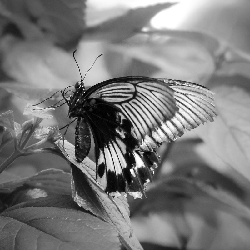 DSC_7550.jpg :: Neon Butterfly