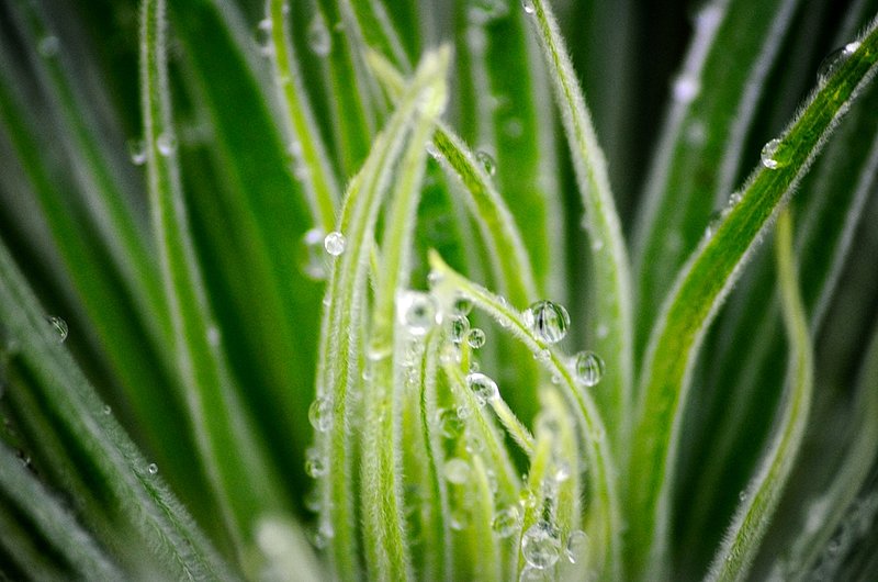 DSC_8276.jpg :: Dew Drops