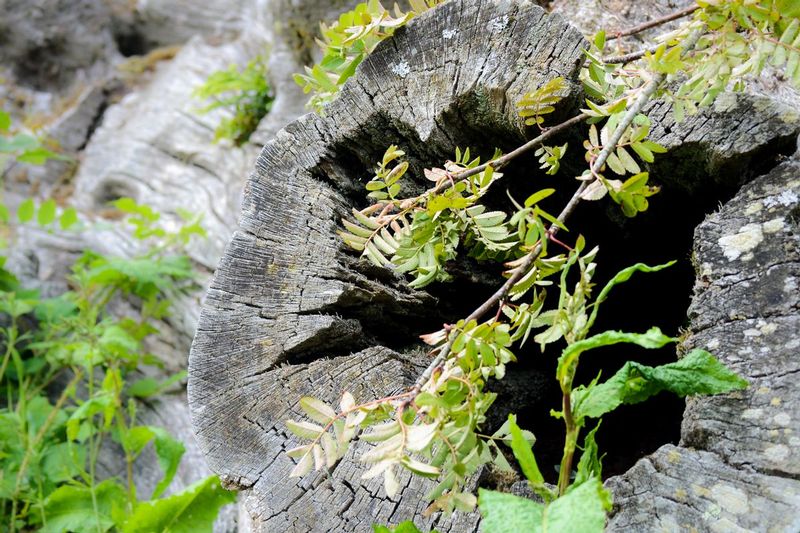 DSC_8451.jpg :: Fallen Tree Trunk
