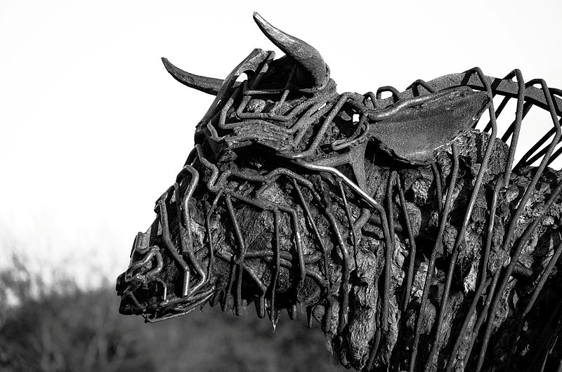 DSC_8467.jpg :: Iron Bull Sculpture