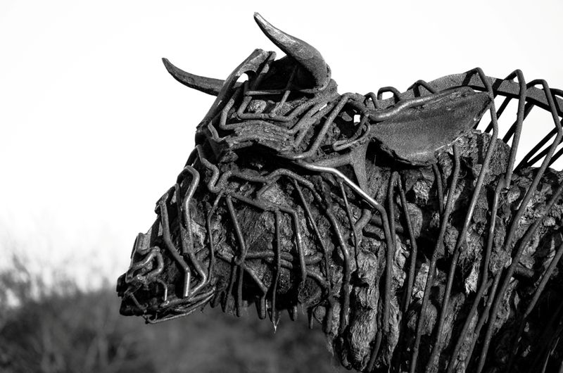 DSC_84671.jpg :: Iron Bull Sculpture