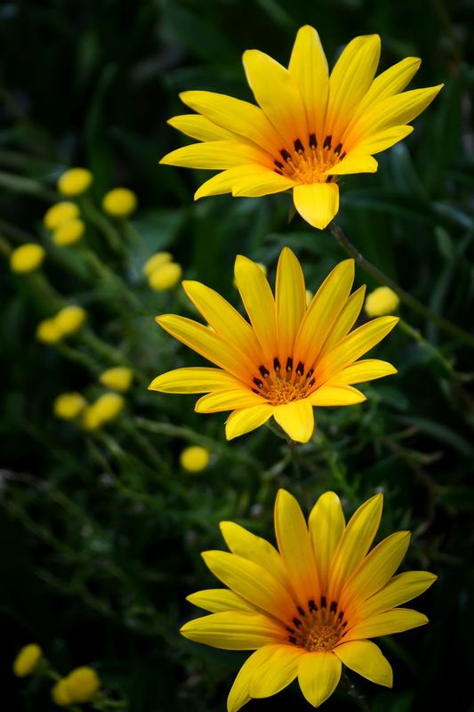 DSC_8662.jpg