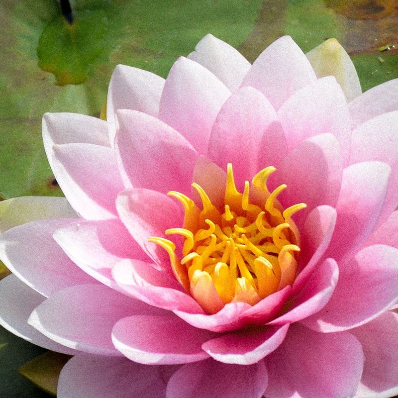 DSC_8700.jpg :: Japanese Water Lily