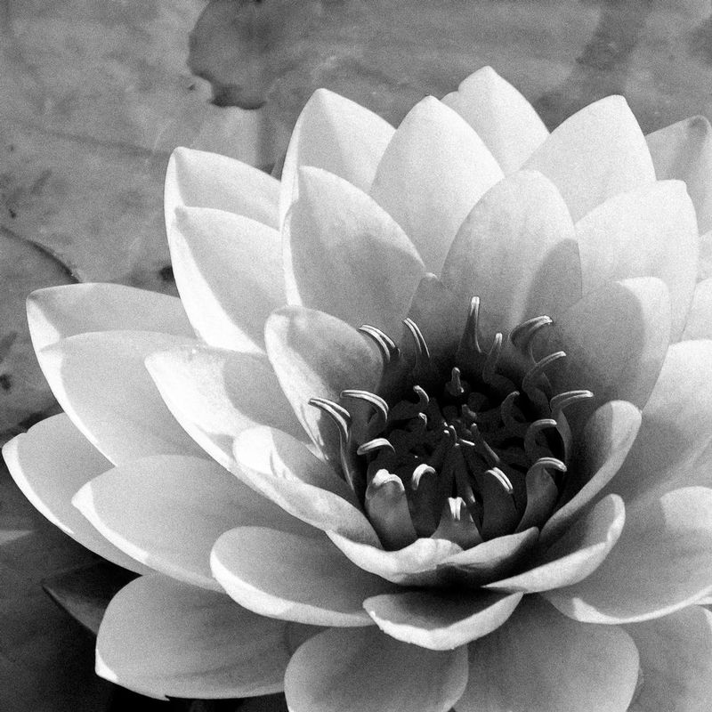 DSC_87011.jpg :: Japanese Water Lily