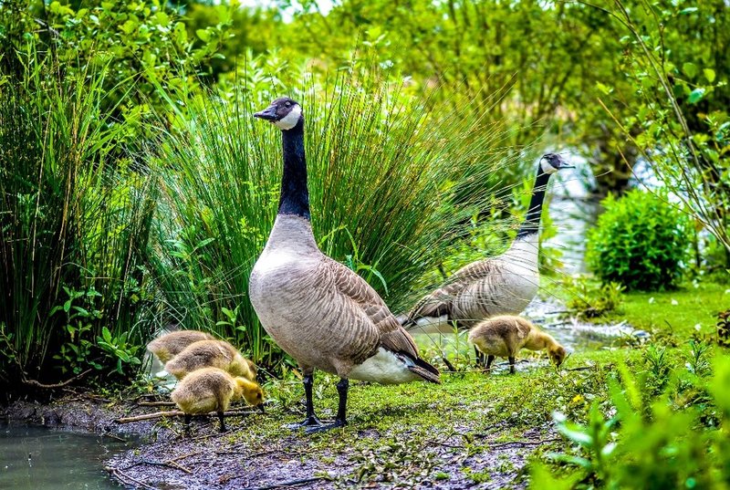 DSC_9480a.jpg :: Geese Family Feeding