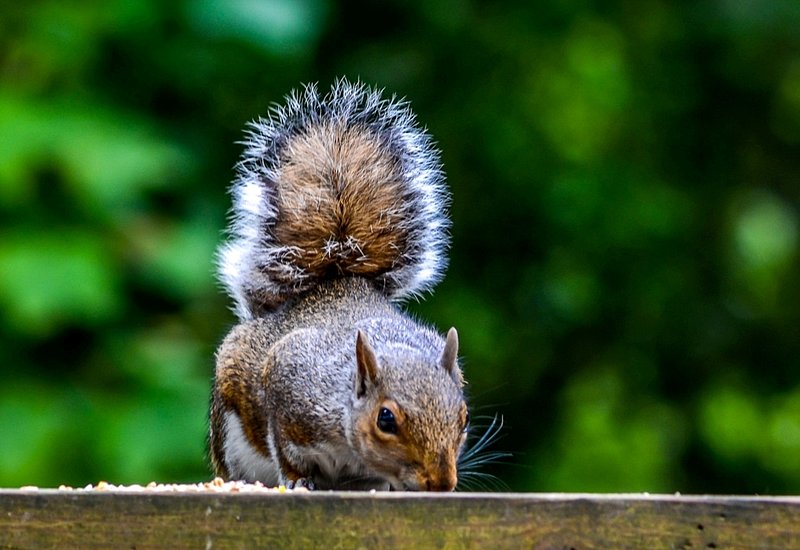 DSC_9555.jpg :: Squirrel Feeding