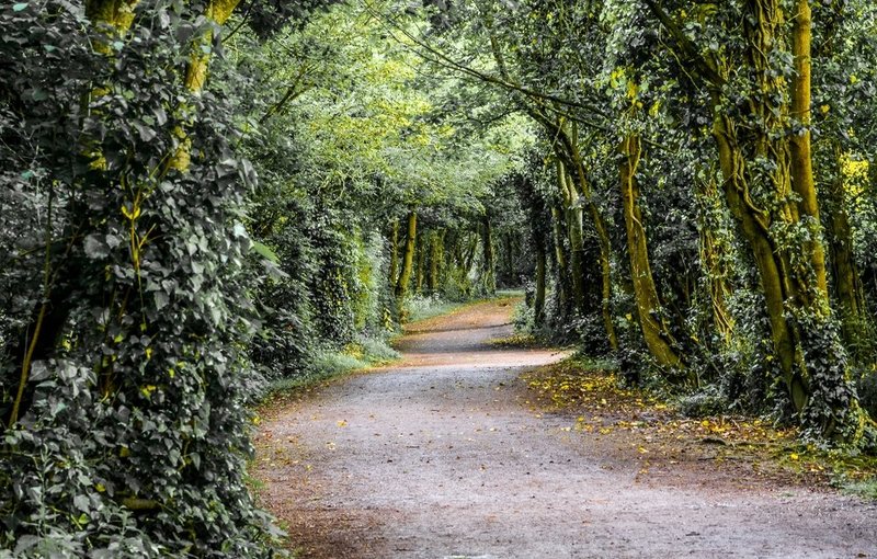 DSC_9599a.jpg :: Forest Path