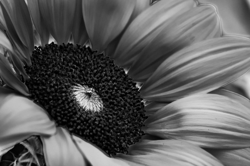 DSC_9679a.jpg :: Shimmering Silver Sunflower