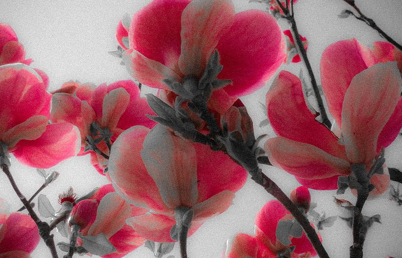IMG_0507.jpg :: Pink Blossoms 