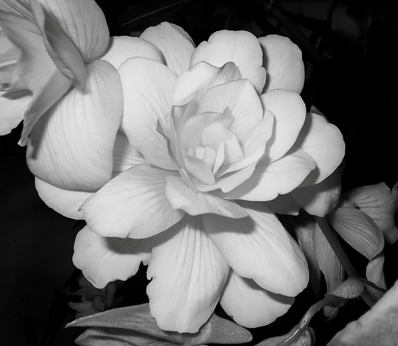 IMG_10451.jpg :: Rose Monochrome