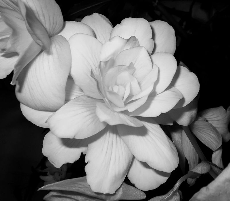 IMG_104511.jpg :: Monochrome Rose