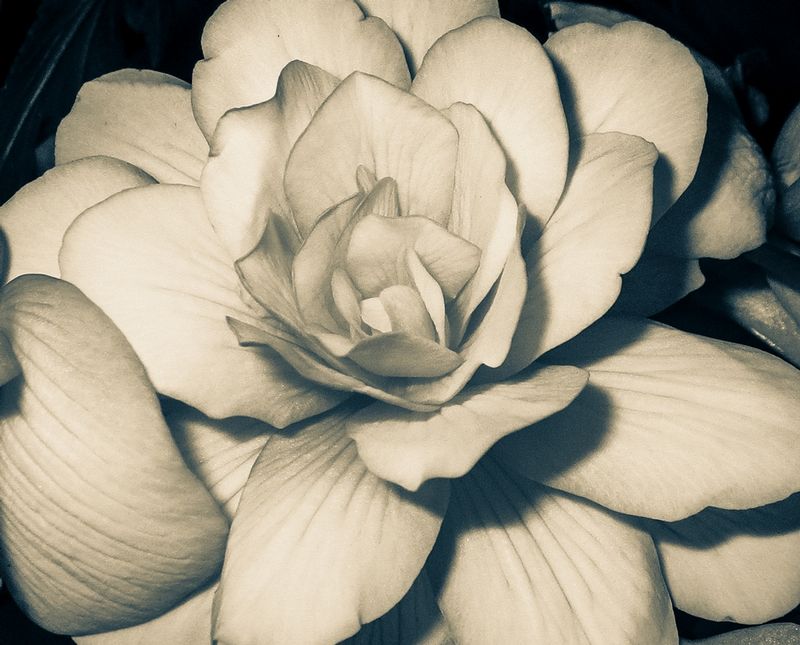 IMG_104611.jpg :: Rose (B/W)